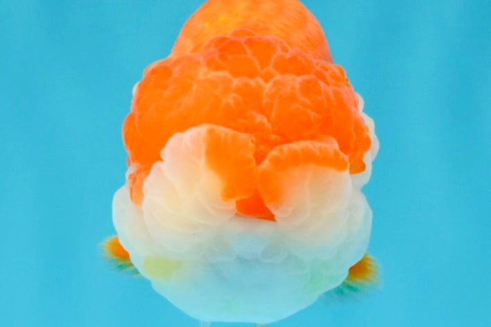 A Grade Red White LionQueen 4-4.5 inches #032726LC_14