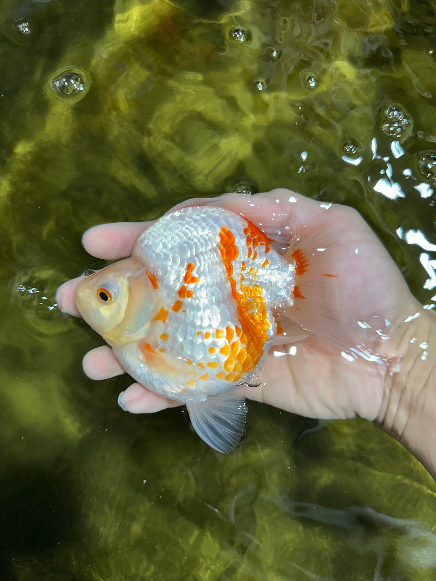 AAA GRADE Red White Ryukin Female 4.5-5 inches #050925RK_17