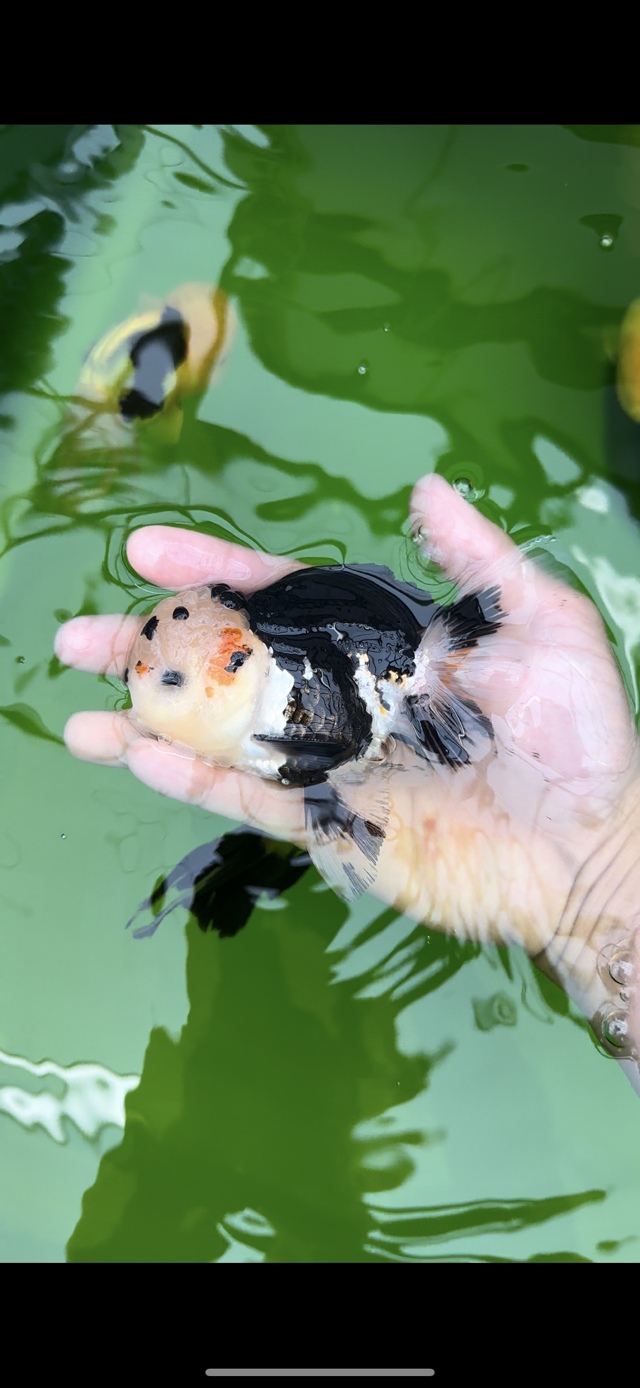 AAA Grade Bear Tricolor Oranda Male 4.5-5 inches #0503OR_13