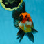A Grade Dragon Tricolor Oranda Male 5 inches #060625OR_18