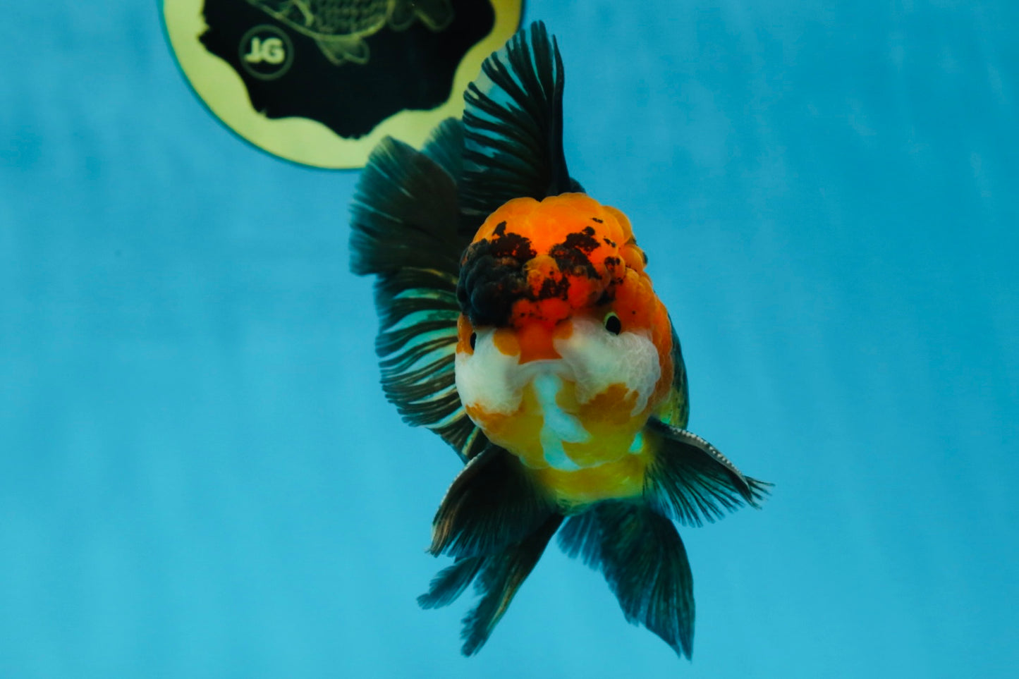 A Grade Dragon Tricolor Oranda Male 5 inches #060625OR_18