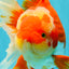A Grade Godzilla Red White Oranda Male 7 inches #022726OR_12
