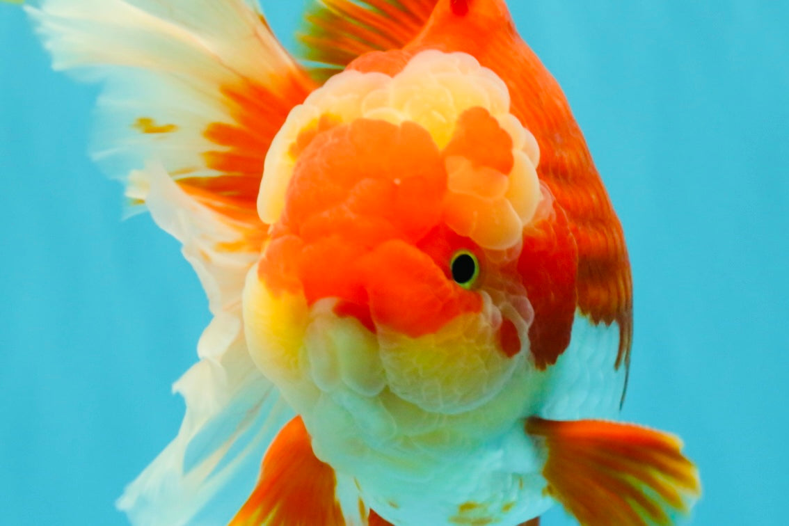A Grade Godzilla Red White Oranda Male 7 inches #022726OR_12