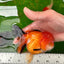 A Grade Tricolor Oranda Female 4.5 inches #0906OR_24