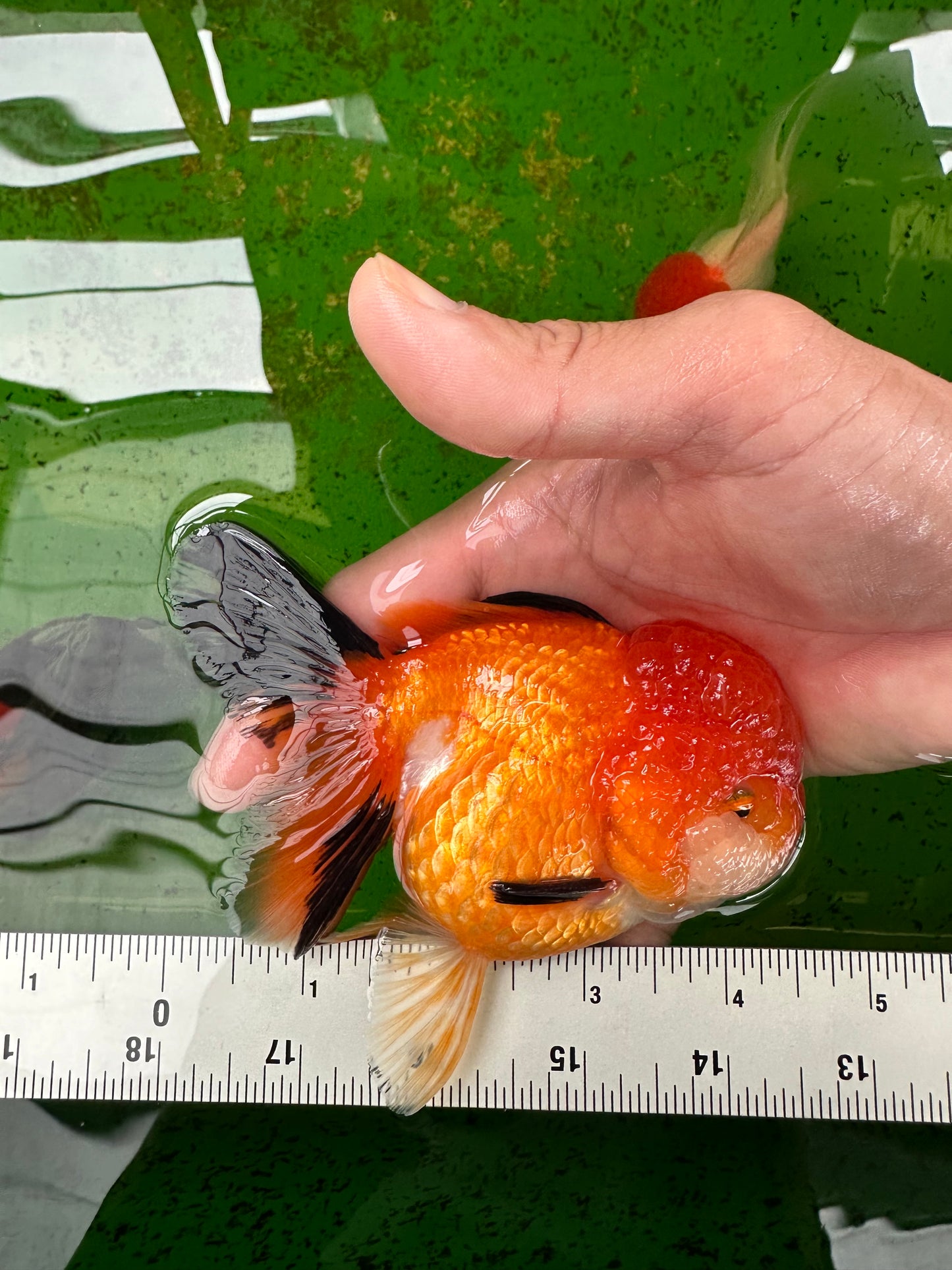 A Grade Tricolor Oranda Female 4.5 inches #0906OR_24