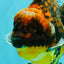 A Grade Tiger Oranda Female 7-7.5 inches #071026OR_04