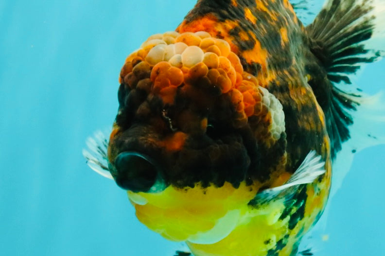 A Grade Tiger Oranda Female 7-7.5 inches #071026OR_04