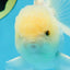 A Grade Snow White Oranda Male 5.5 inches #070425OR_16
