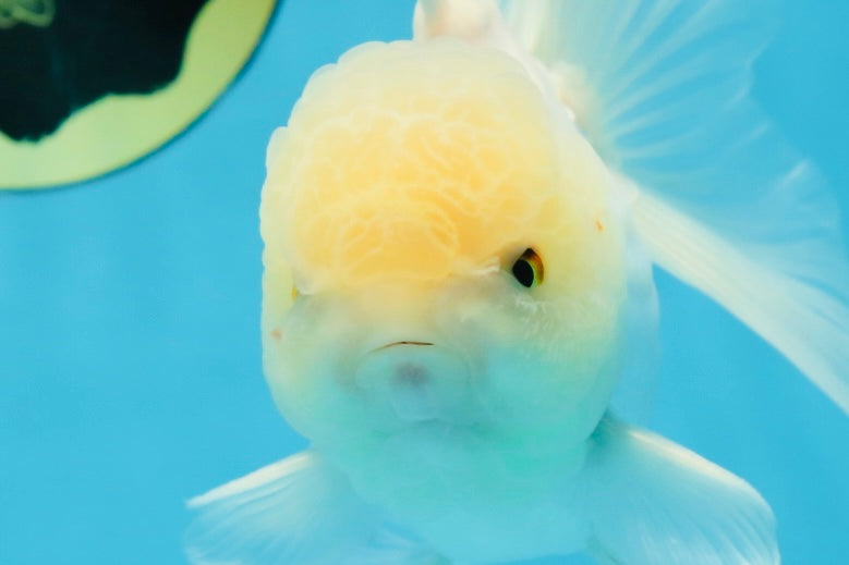 A Grade Snow White Oranda Male 5.5 inches #070425OR_16