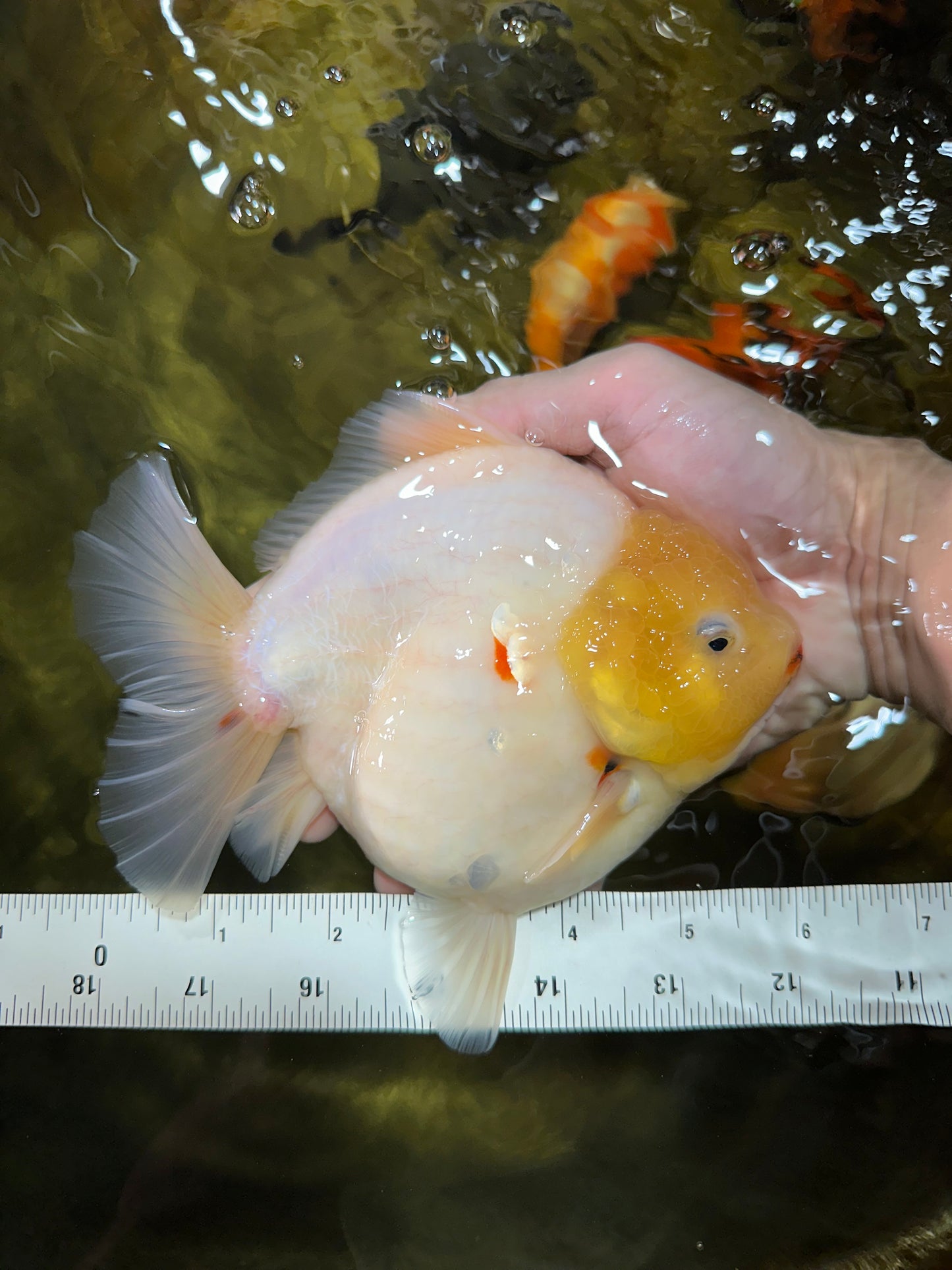 SHOW GRADE Godzilla Sakura Yuanbao Male 6 inches #050925YB_24