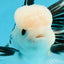 A Grade Panda Button Eyes Oranda Male 4.5-5 inches #120624OR_07