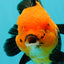 A Grade Grumpy Apache (Black Orange) Oranda Female 5 inches #110824OR_02