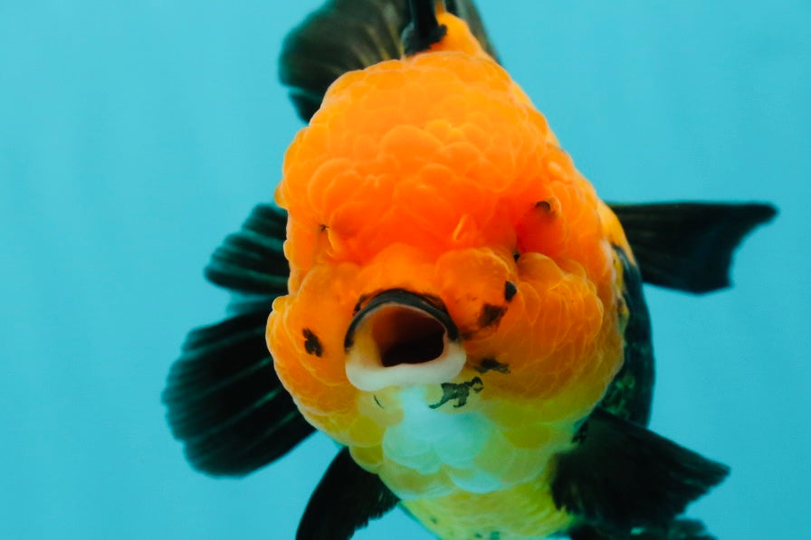 A Grade Grumpy Apache (Black Orange) Oranda Female 5 inches #110824OR_02