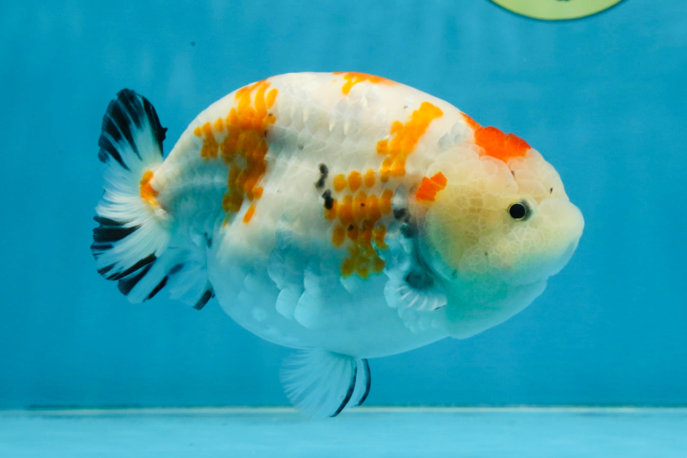 THICK BODY AAA Grade Chinese Kohaku Sakura Ranchu Female 5-5.5 inches #101725RC_16