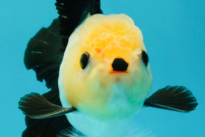 CHARLIE A Grade Tricolor Button Eyes Oranda Male 5 inches #042426OR_05