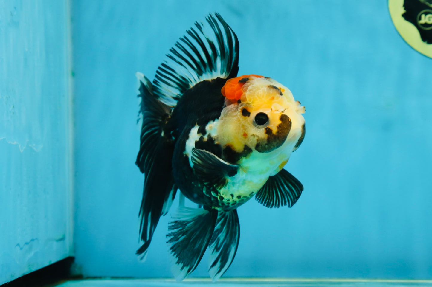 A Grade Tricolor Oranda Female 5.5-6 inches #062725OR_24