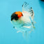 A Grade Tricolor Oranda Male 5.5 inches #030626OR_21