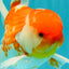 VISION A Grade Red White Oranda Male 6 inches #070626OR_08