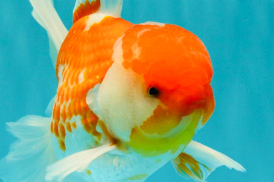 VISION A Grade Red White Oranda Male 6 inches #070626OR_08