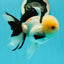 A Grade Gorgeous Lemonhead Oranda Male 5 inches #110824OR_17