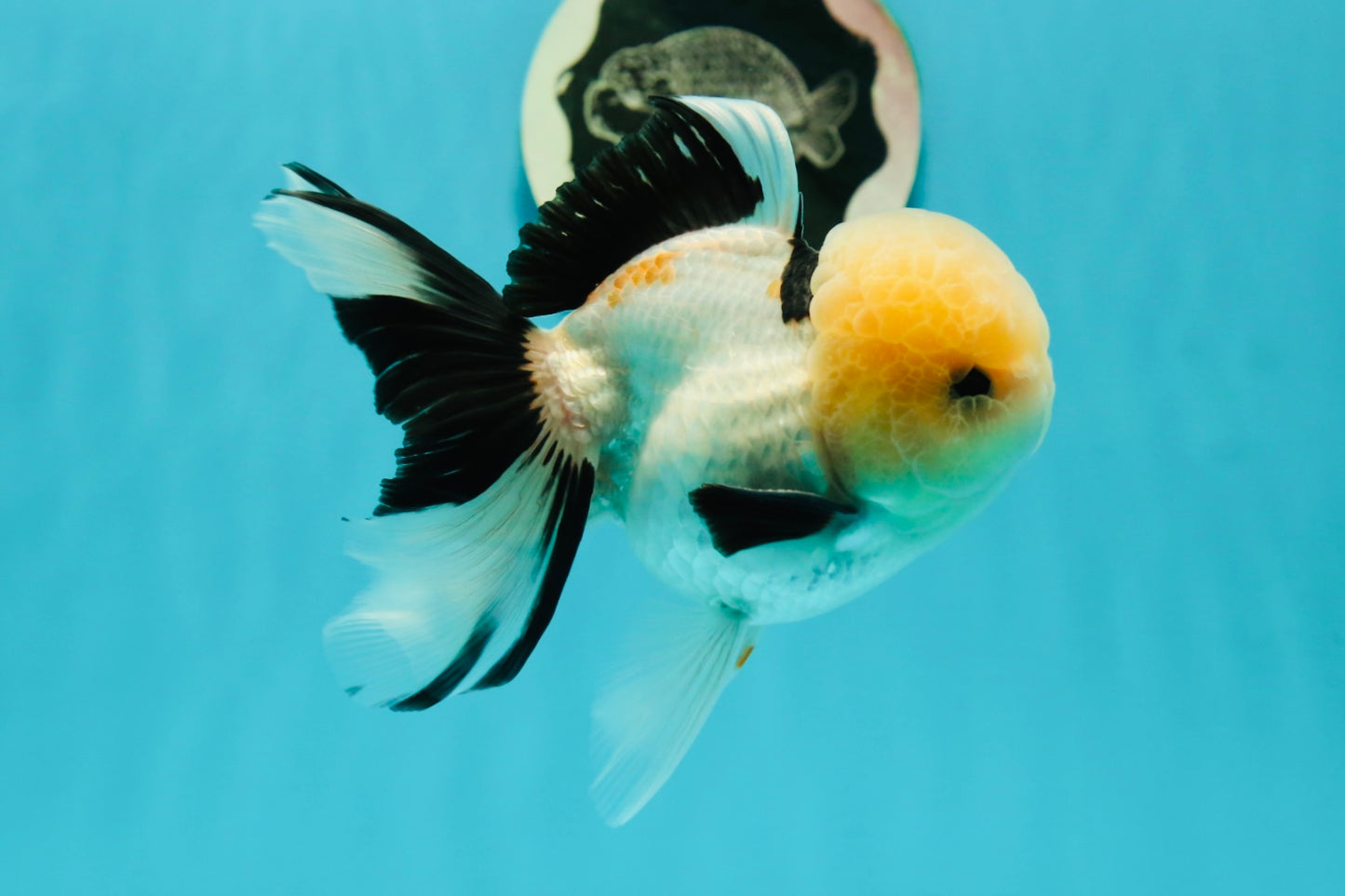 A Grade Gorgeous Lemonhead Oranda Male 5 inches #110824OR_17