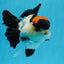 A Grade Tricolor Red Head Oranda Female 4.5 inches #0830OR_05