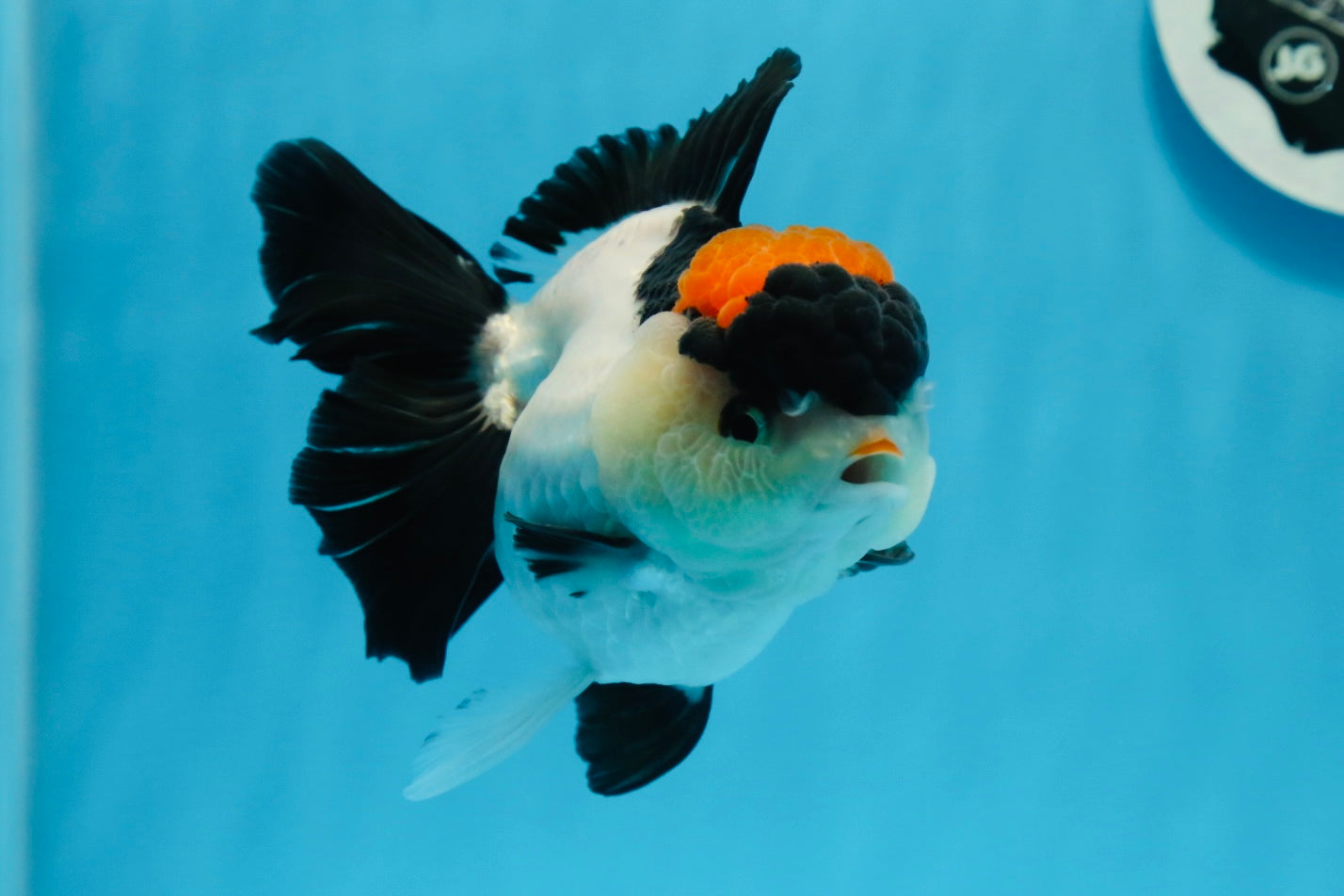 A Grade Tricolor Red Head Oranda Female 4.5 inches #0830OR_05