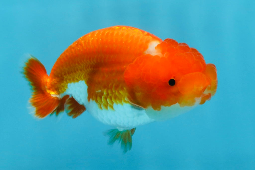 CHUBBY AAA Grade Red Head LionQueen 4-4.5 inches #102425LC_11