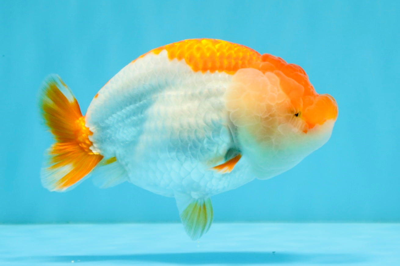 A Grade Red White LionQueen 4.5-5 inches #032726LC_19