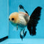 Panda oranda hembra de ojos de botón de grado A de 4,5 a 5 pulgadas n.° 0906OR_23