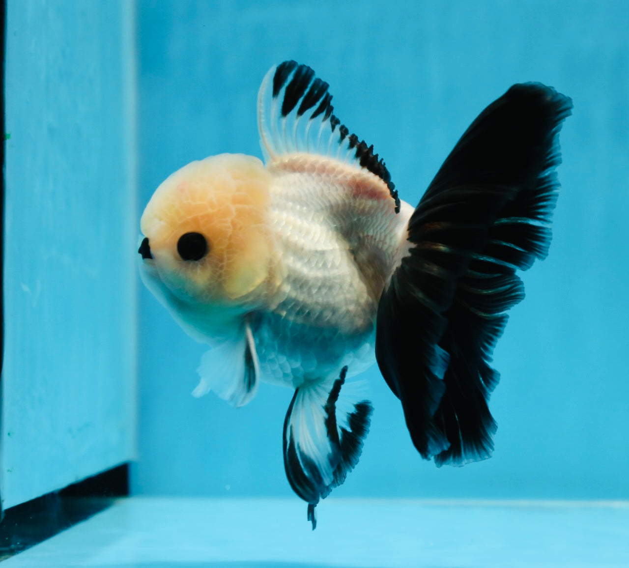 Panda oranda hembra de ojos de botón de grado A de 4,5 a 5 pulgadas n.° 0906OR_23