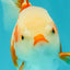 A Grade Kohaku Red White Oranda Female 5-5.5 inches #102326OR_06