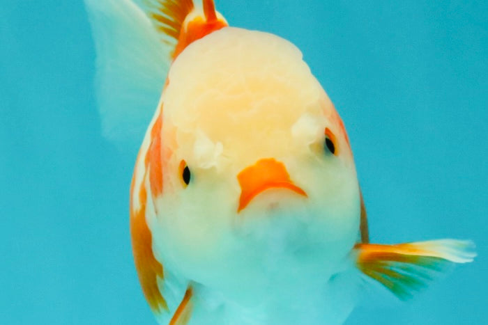 A Grade Kohaku Red White Oranda Female 5-5.5 inches #102326OR_06
