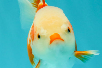 A Grade Kohaku Red White Oranda Female 5-5.5 inches #102326OR_06