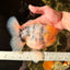 AAA Grade Godzilla White Tiger Oranda Male 6.5 inches #022726OR_10