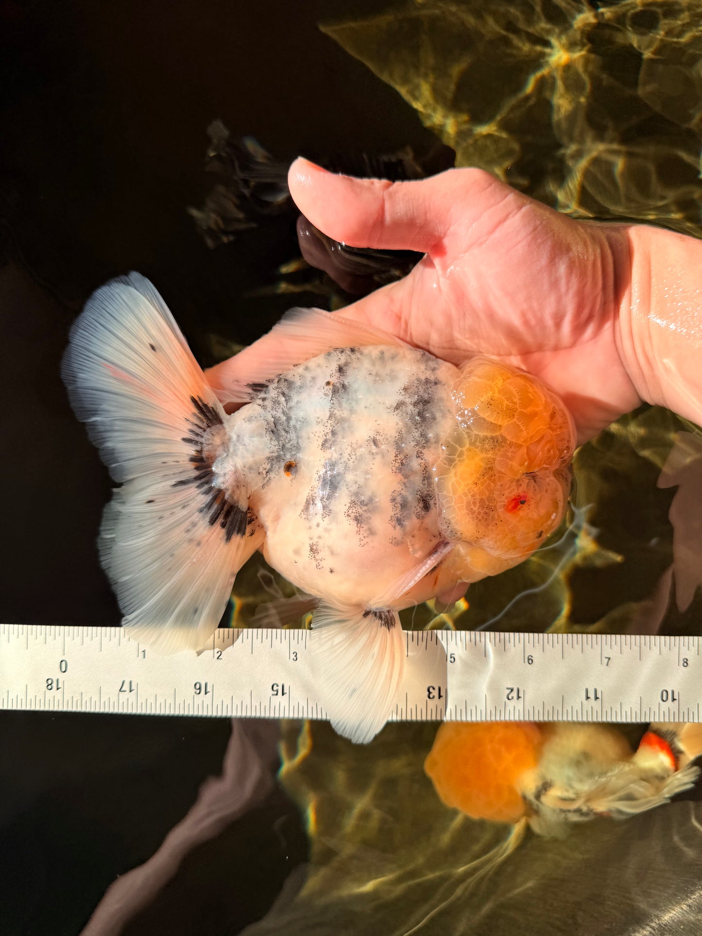 AAA Grade Godzilla White Tiger Oranda Male 6.5 inches #022726OR_10