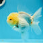 AAA Grade Lemonhead Oranda Male 4.5-5 inches #0927OR_25