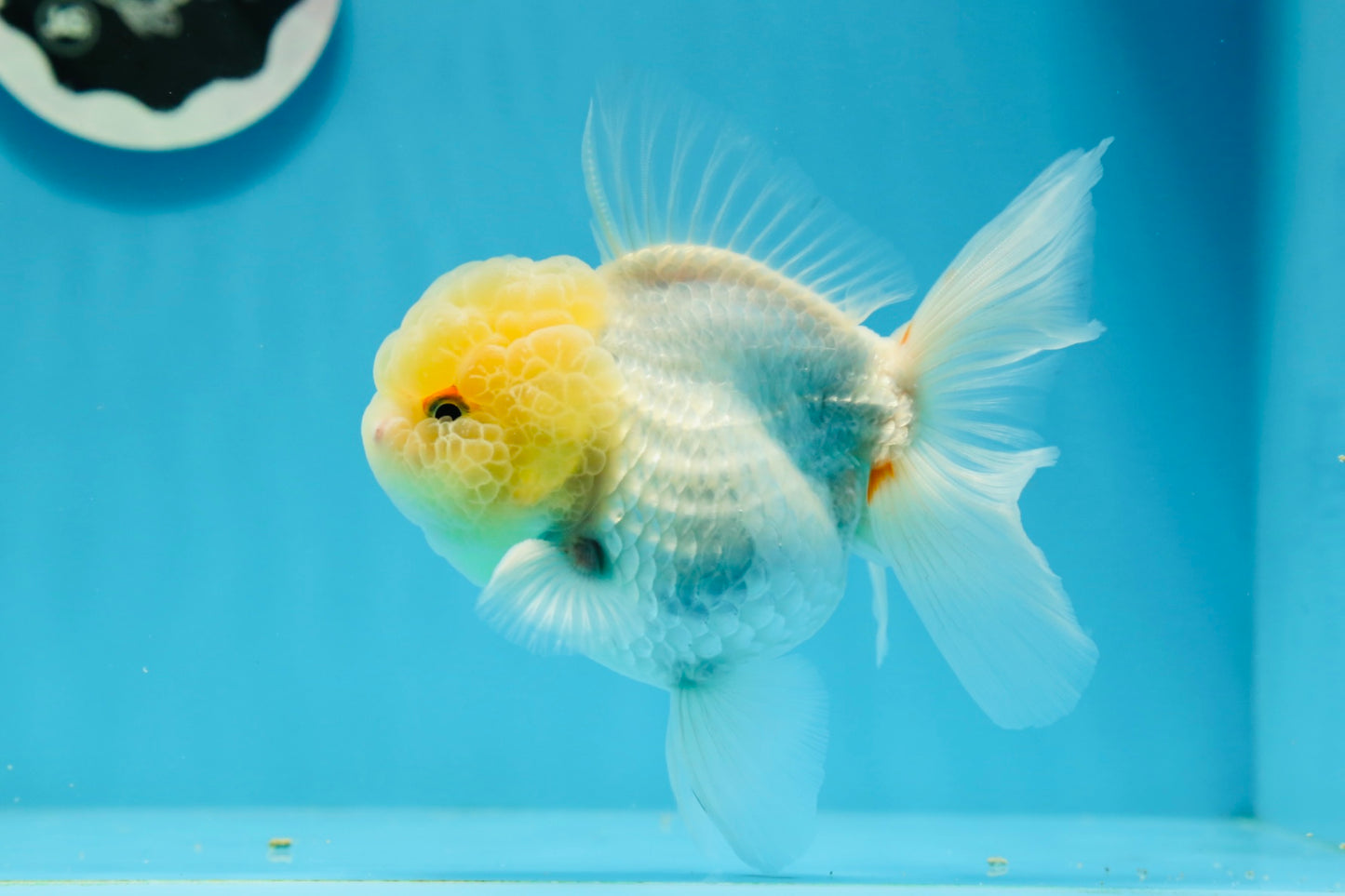 Oranda macho de cabeza de limón de grado AAA de 4,5 a 5 pulgadas n.º 0927OR_25