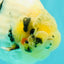 CHUBBY AAA Grade Diamond Scale Tricolor Ranchu Male 5.5 inches #100926RC_27