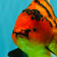 AAA Grade Tiger Yuanbao Female 5.5  inches #072426YB_29
