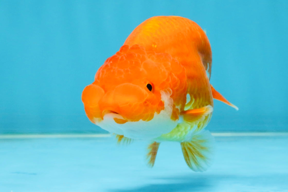 SUPER TOMATO A Grade Red White LionQueen 4.5 inches #120525LC_10