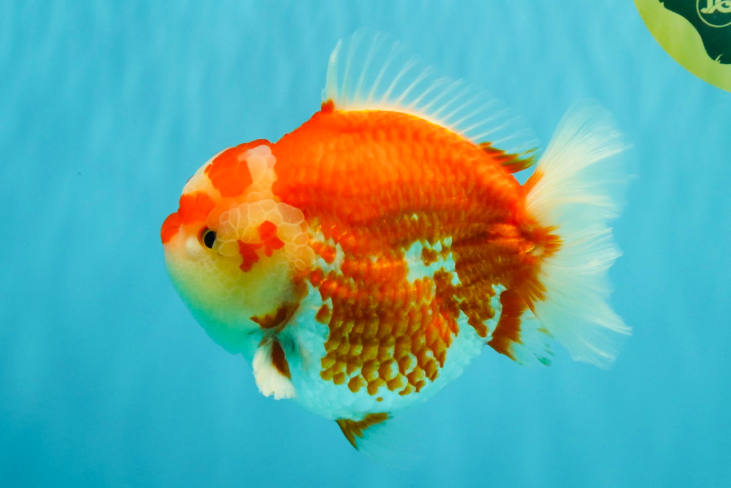 JUMBO A Grade Red White Yuanbao Male 5.5-6 inches #032026YB_22