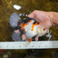 A Grade PUPPY Tricolor Oranda Female 6 inches #091925OR_10