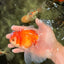 A Grade Red White Oranda Male 5.5-6 inches #090426OR_09