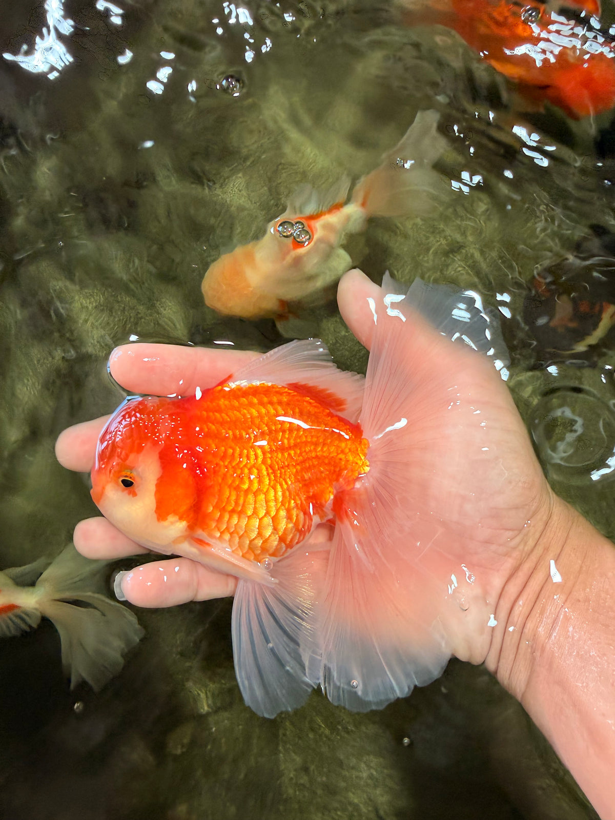 A Grade Red White Oranda Male 5.5-6 inches #090426OR_09