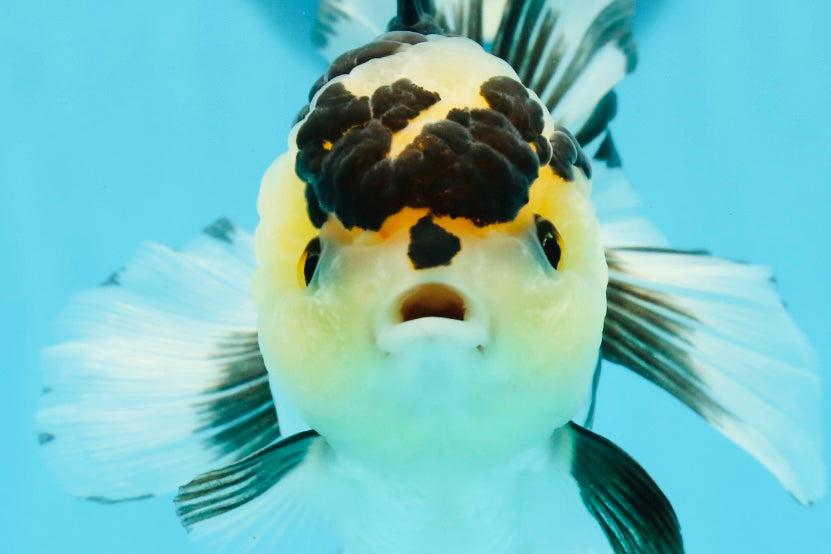 AAA Grade Panda Oranda Female 5.5 inches #1004OR_33