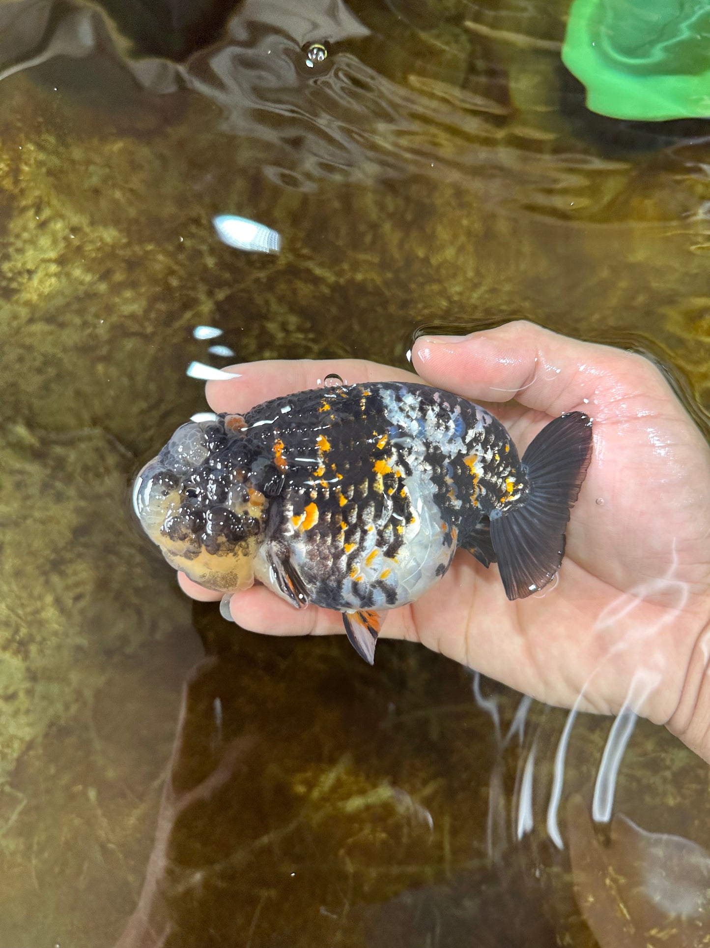 AAA Grade Special Tricolor Tiger LionQueen 4.5-5 inches #080125LC_18