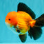 CHUBBY AAA Grade Apache Oranda Male 5 inches #082826OR_10