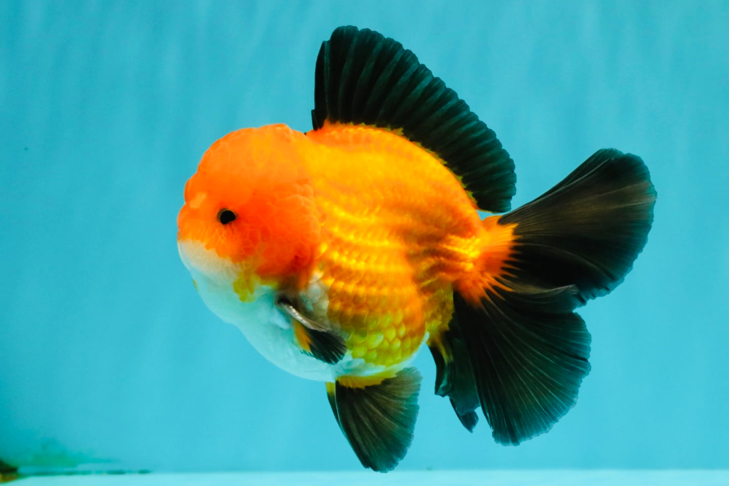 CHUBBY AAA Grade Apache Oranda Male 5 inches #082826OR_10