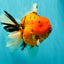 A Grade Super Big Body Tiger Oranda Male 6.5 inches #061926OR_04